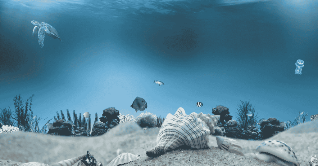 Sealife Coloring Book for Free