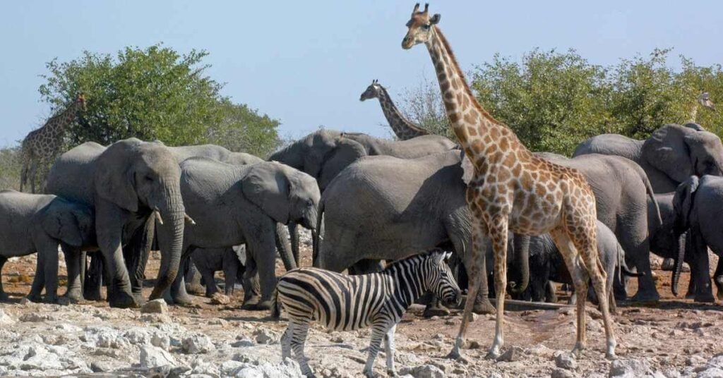 Wildlife Coloring Book for Free